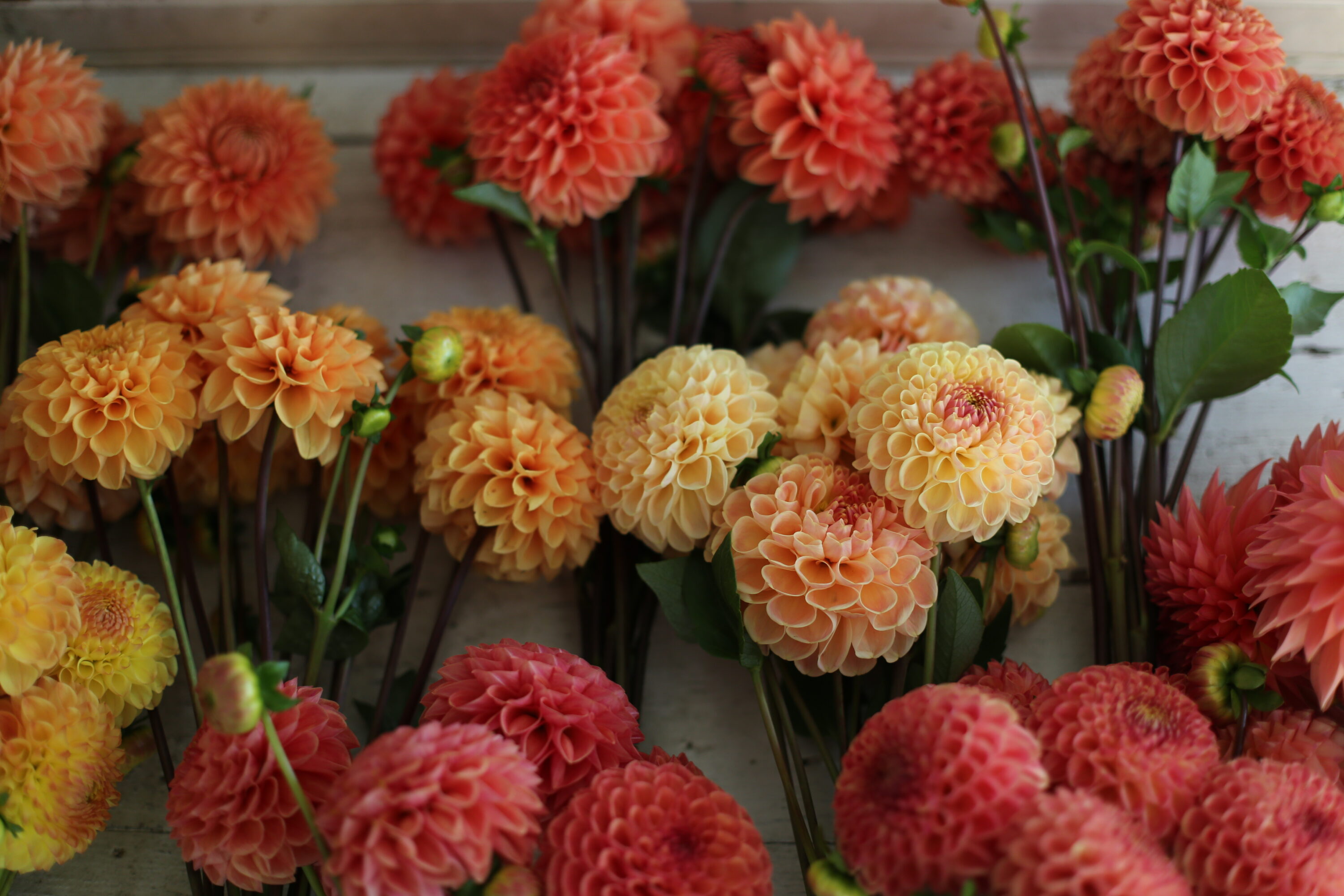 Bunches of dahlias