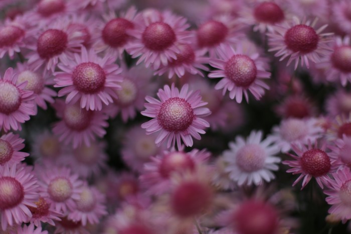 Chrysanthemum Mary Jane