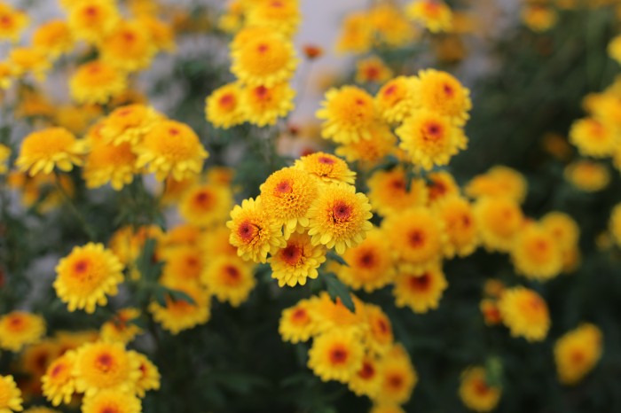 Chrysanthemum Klamath Falls