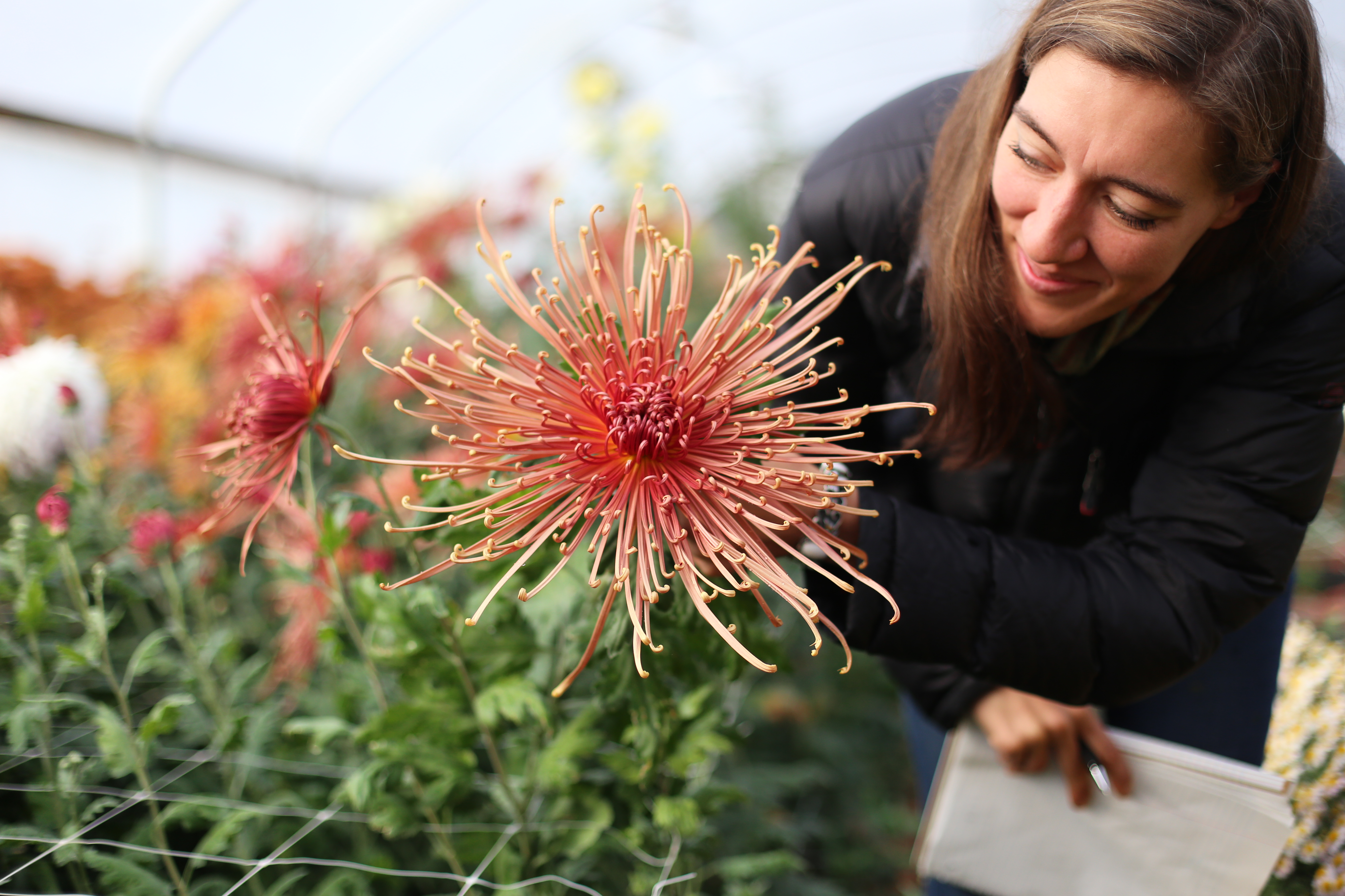 Chrysanthemum, Autumn and winter plant