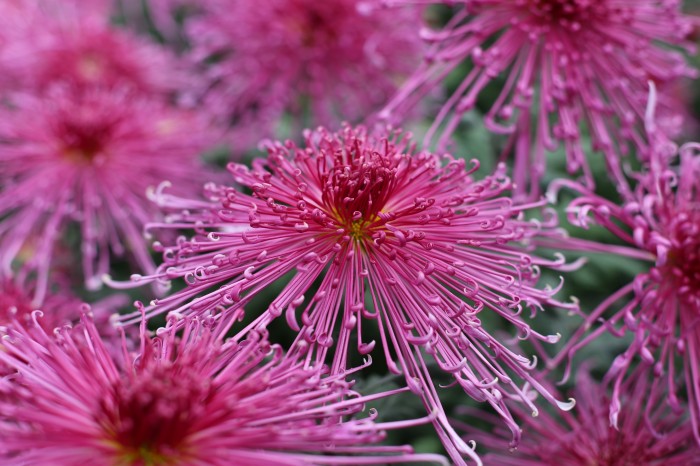 Chrysanthemum Fleur De Lis