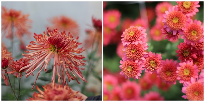 Chrysanthemum Judith Baker and Rose Maiko