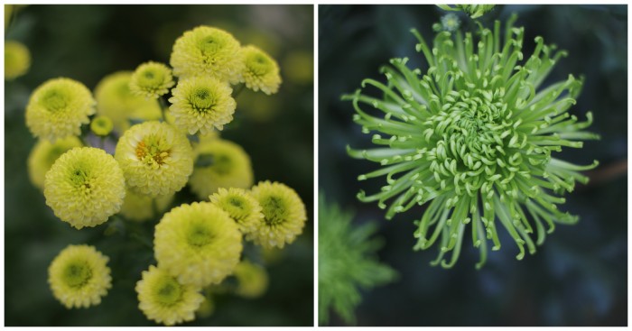 Chrysanthemum Kermit and Anastasia De Green