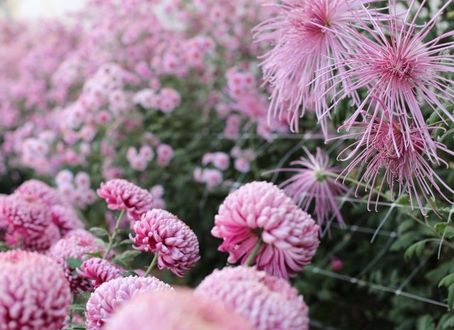 Pink chrysanthemums growing