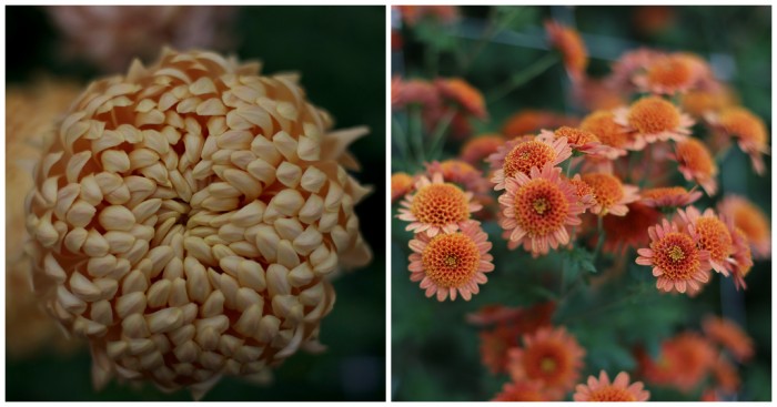 Chrysanthemum Apricot Courtier and Bronze Fleece