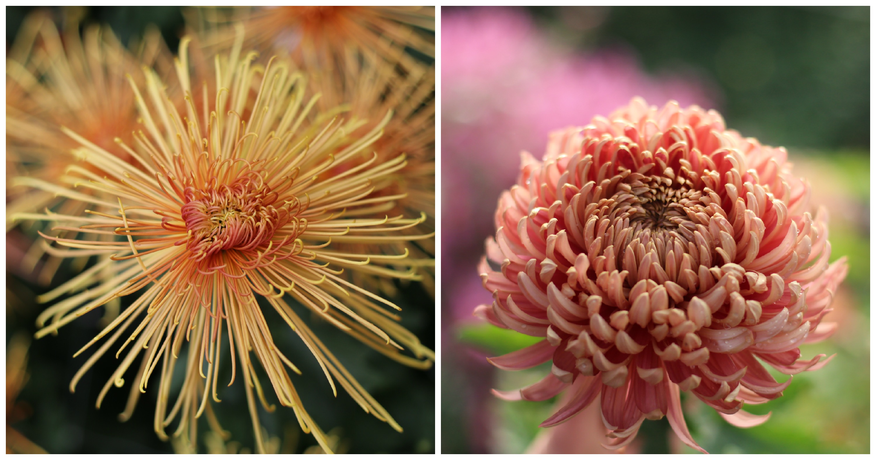 The History of the Chrysanthemums, sometimes called mums or