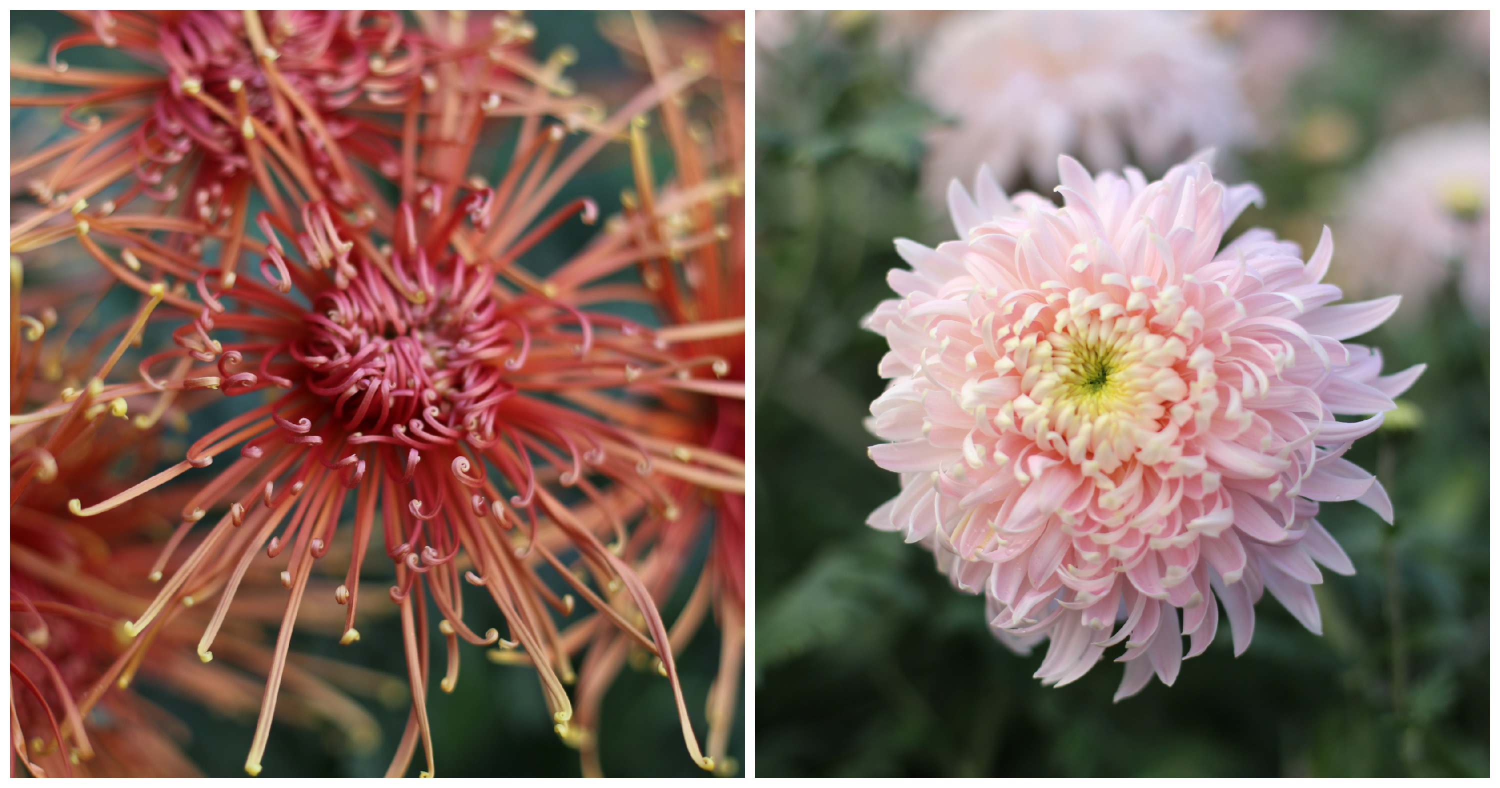 Best Quality CHRYSANTHEMUM FLOWER WHOLE in Canada and USA