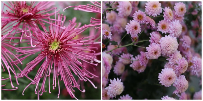 Chrysanthemum Kyoji and Peter Magnus