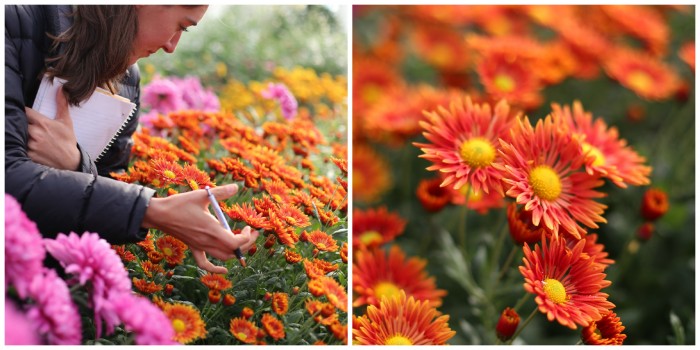 Chrysanthemum Radiant Time