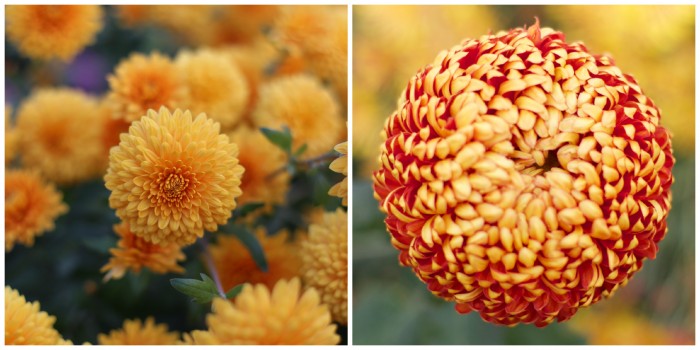 Chrysanthemum Myss Goldie and Heather James