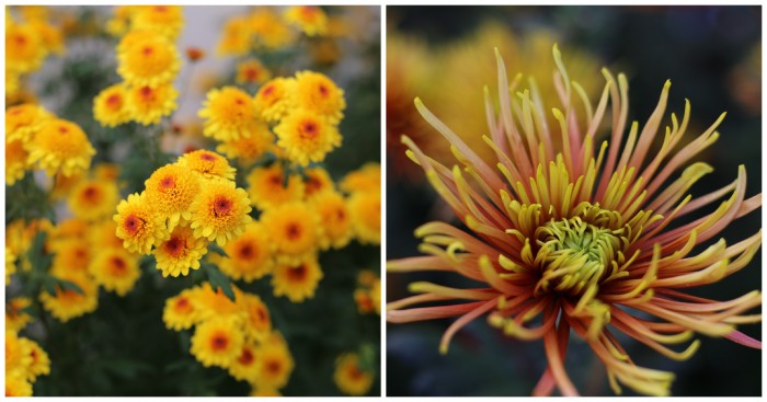 Chrysanthemum Klamath Falls and Caffine