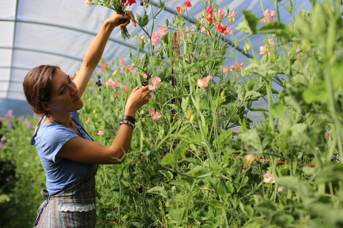 Floret Sweet Peas