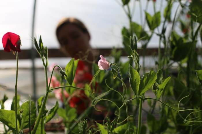 Floret Sweet Peas