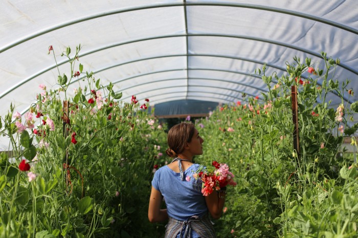 Floret Sweet Peas