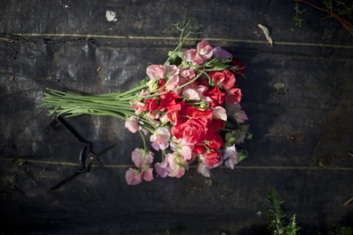 Floret Sweet Peas