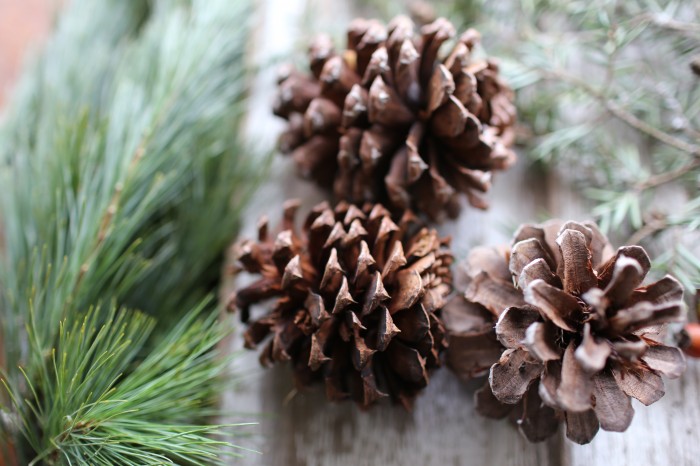 pinecones