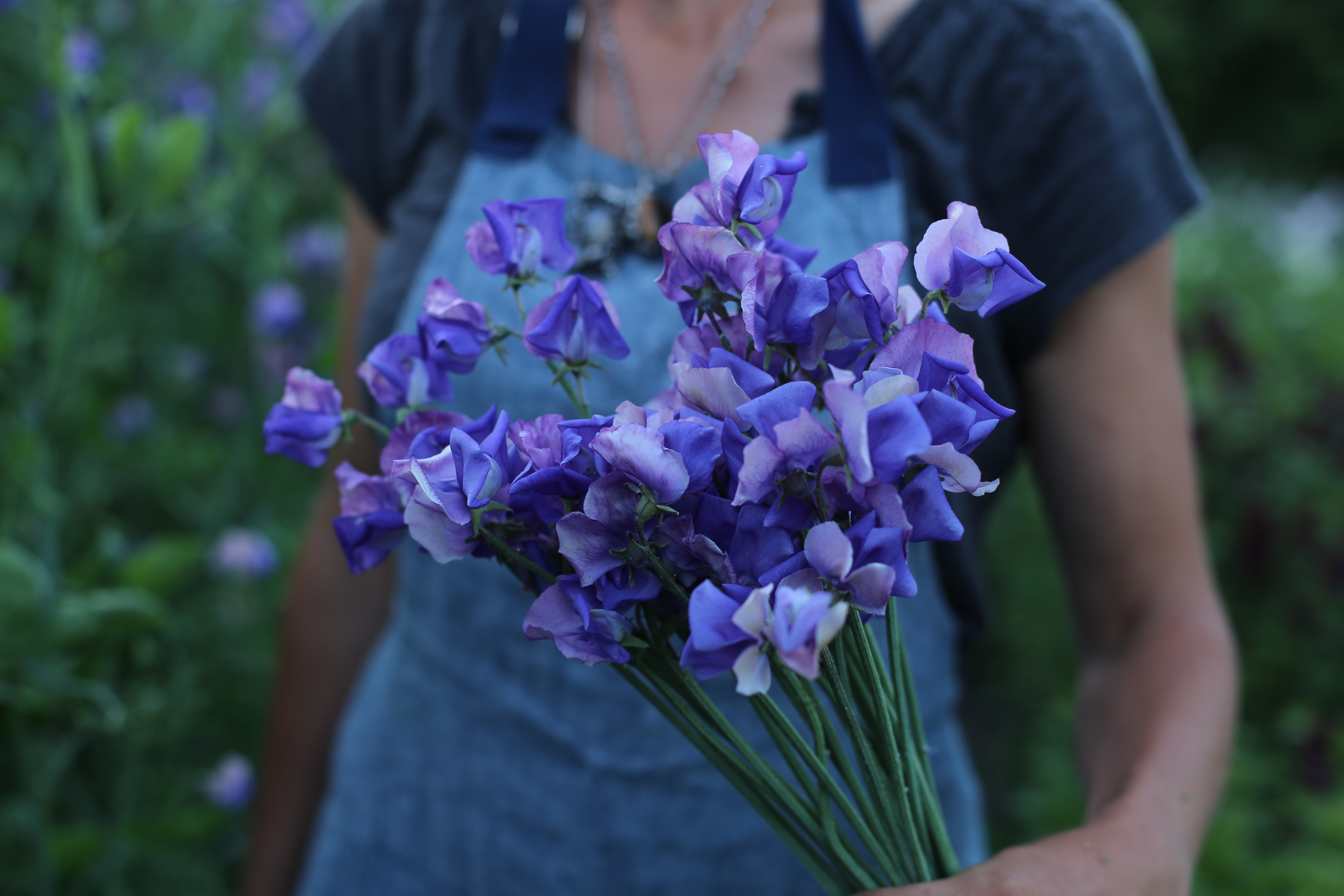 Blue Sweet Pea Bouquet