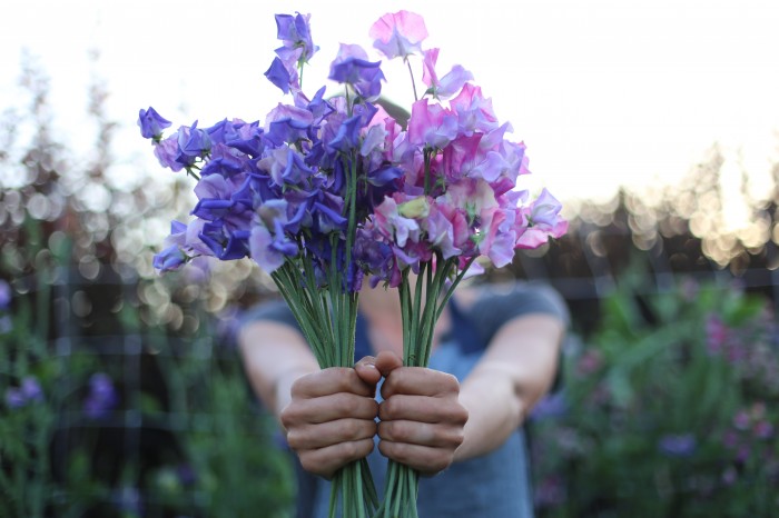 Sweet Peas: Erewhon and Enchante