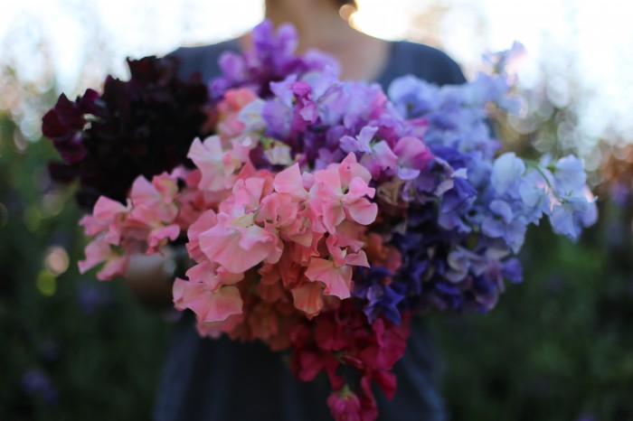 Sweet Peas (left to right): Windsor, Valerie Harrod, Enchante, Dynasty, Erewhon, Oban Bay