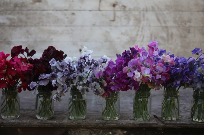 Sweet Peas (left to right): Dynasty, Windsor, Nimbus, Eclipse, Enchante, Erewhon