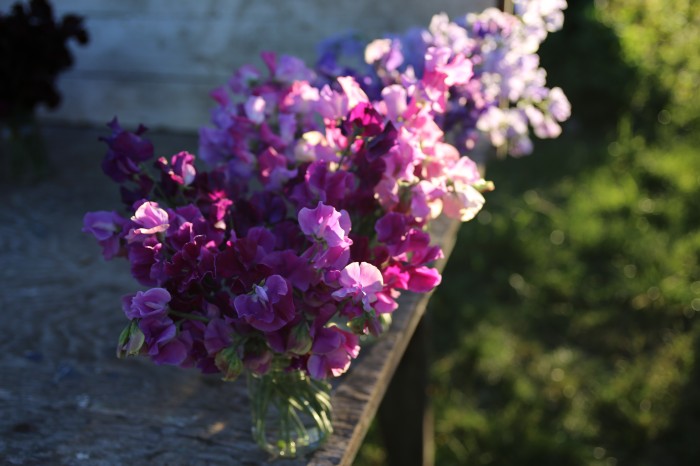 Sweet Peas: Eclipse, Enchante, Oban Bay