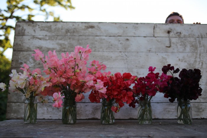 Sweet Peas: Mollie Rilstone, Valerie Harrod, Restormel, Dynasty, Windsor