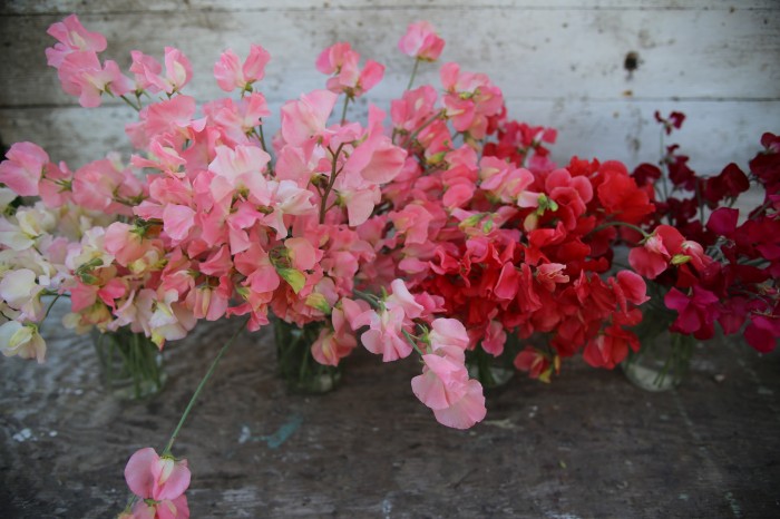 Floret Sweet Peas