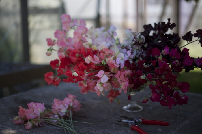 Floret Sweet Peas