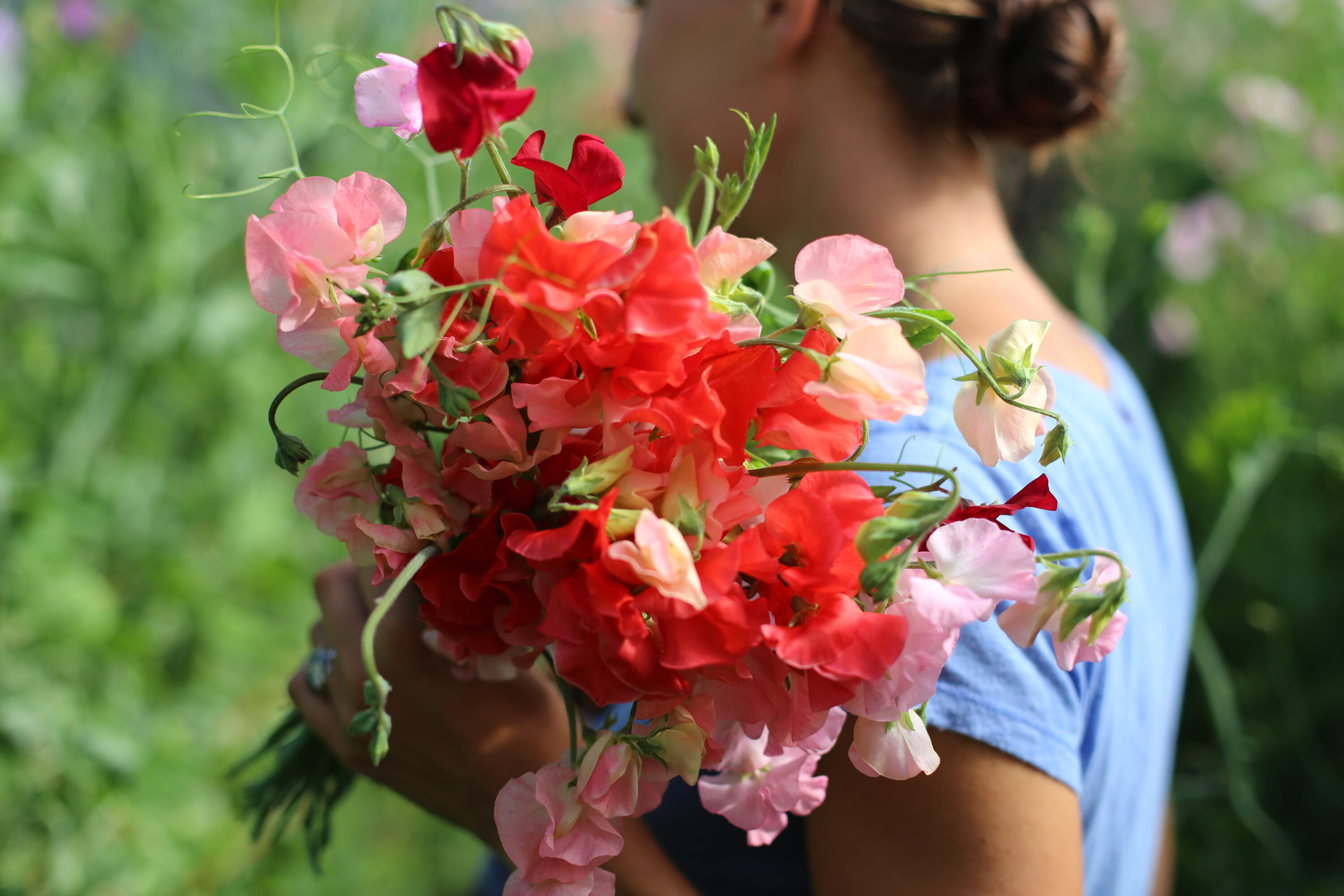 Sweet peas harvesting