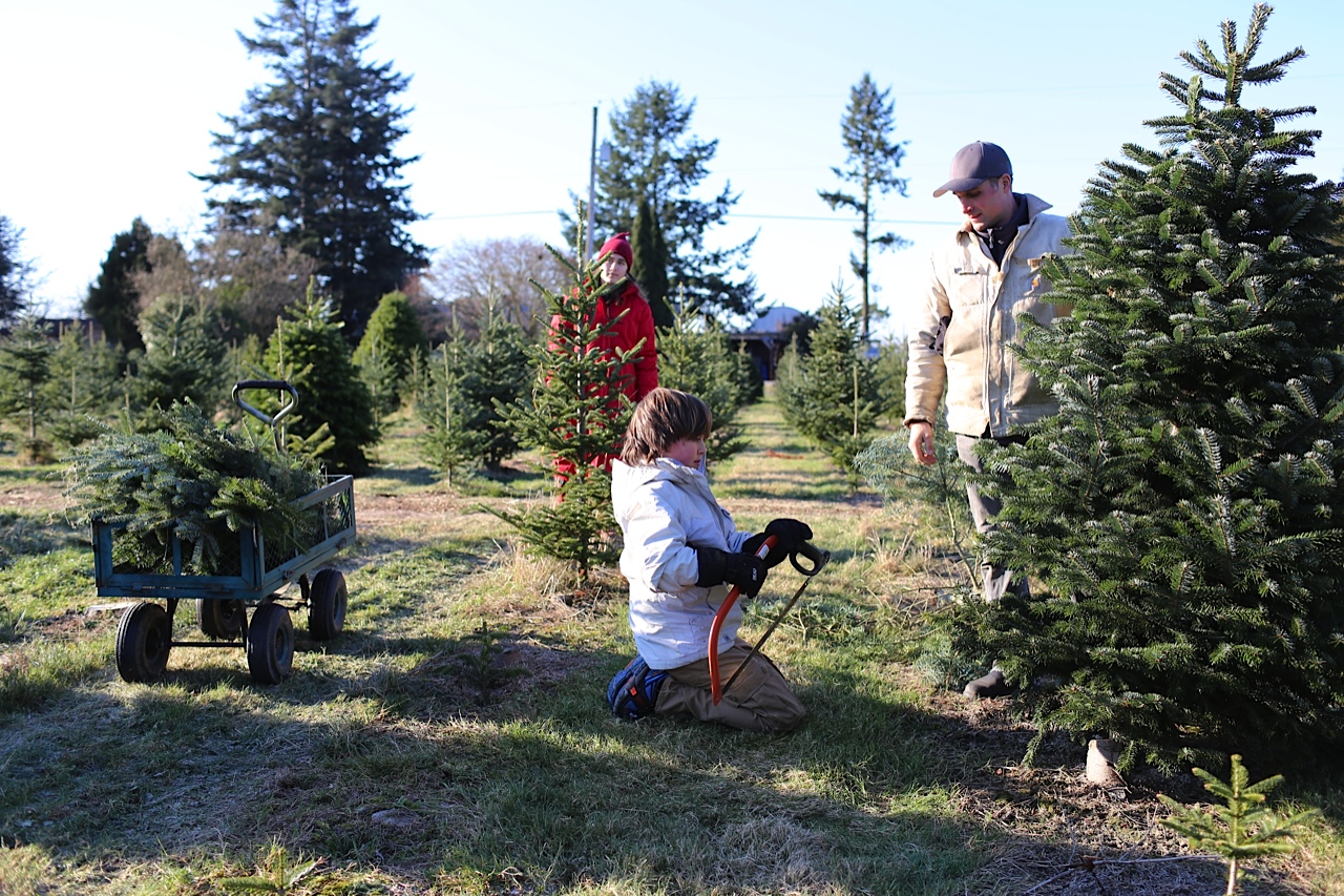The Benzakeins cutting a Christmas tree