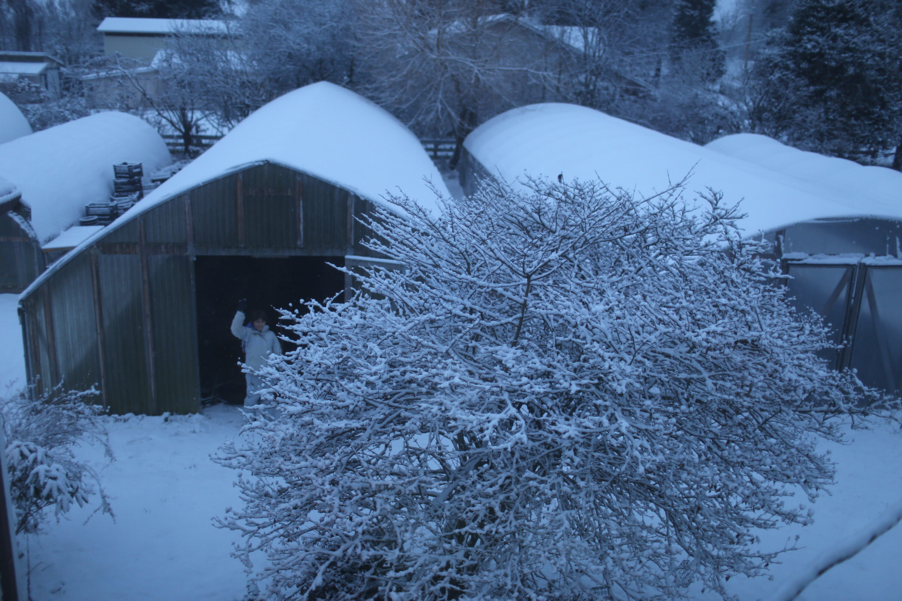 Greenhouses covered in snow