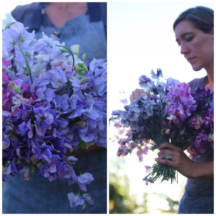 Floret Flower Farm Sweet Peas