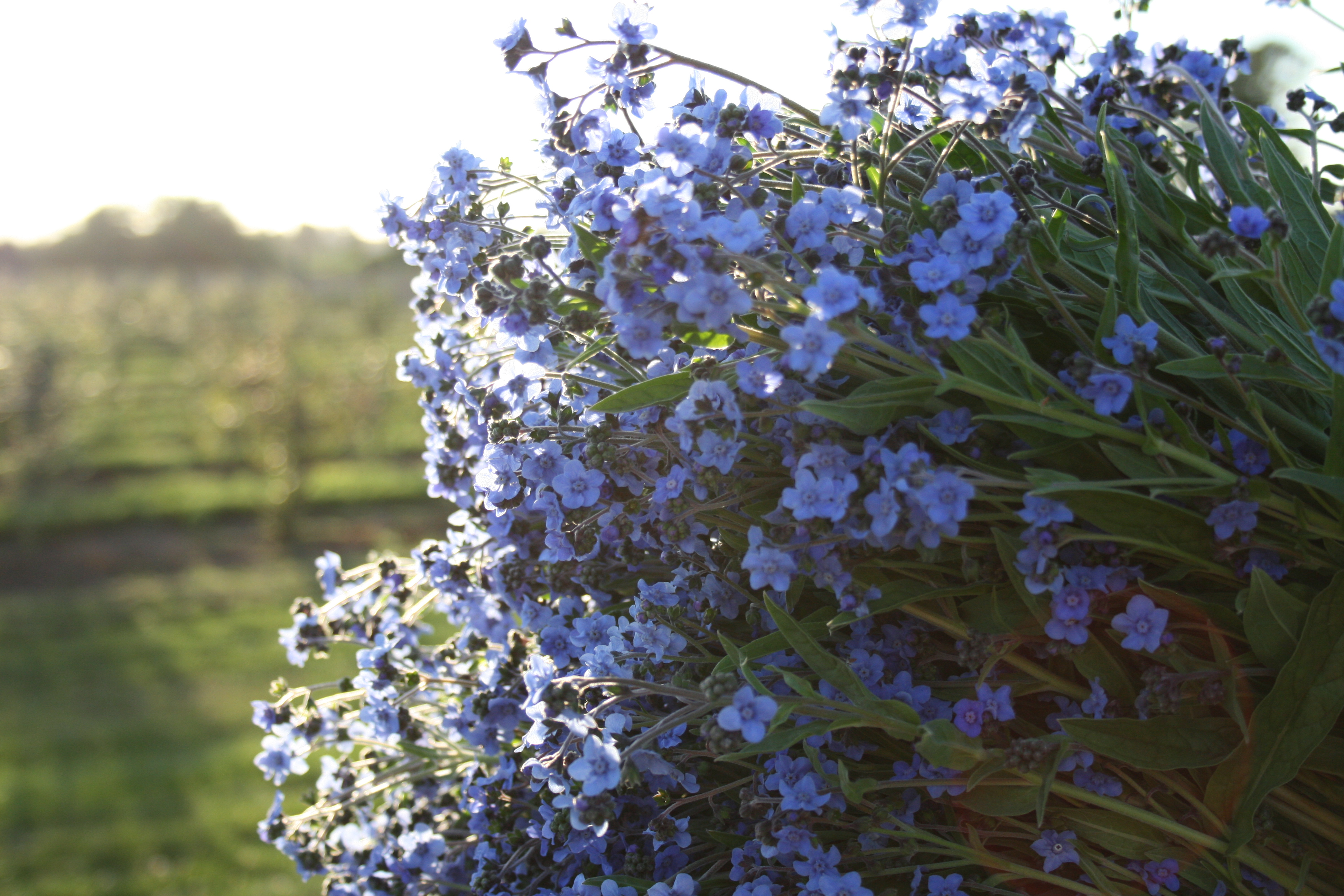 How to Grow Forget-Me-Not Flowers