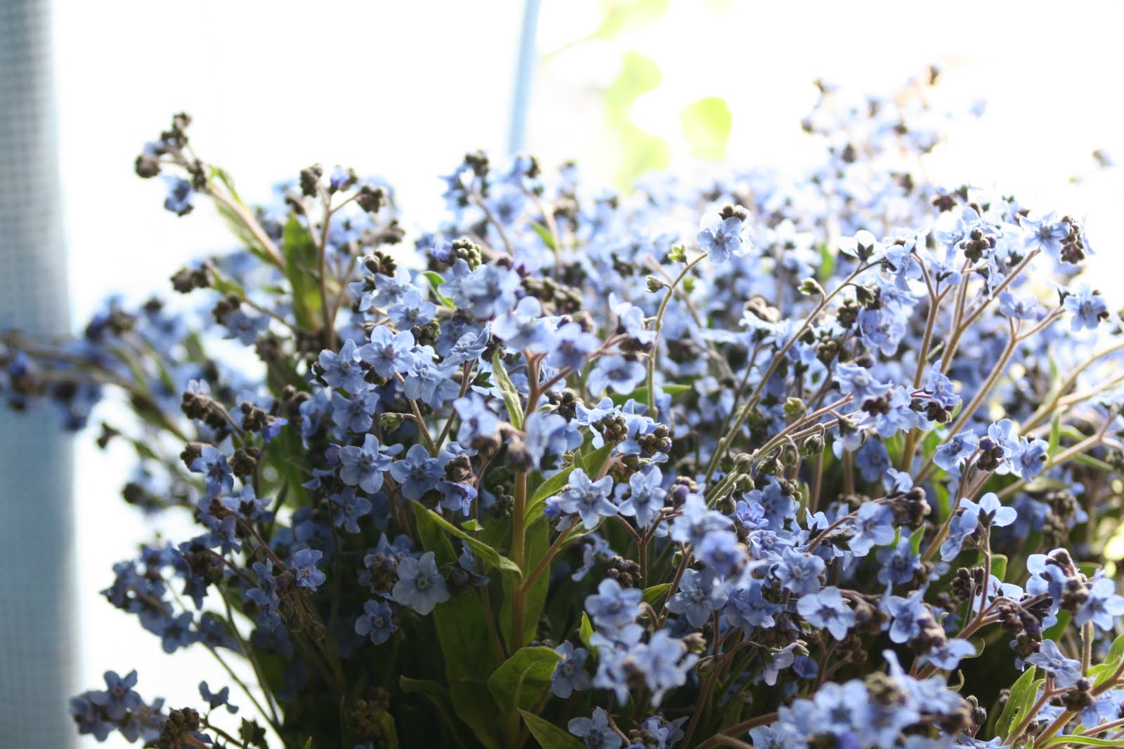 Forget-me-nots overwinter well, flower in spring