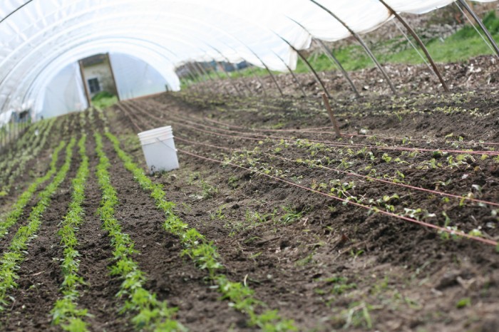 8145206602_57bbe3371f_b