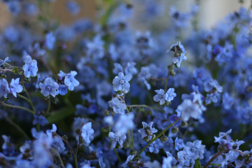 Chinese Forget Me Not Flower Seeds, 300 Flower Seeds per Packet