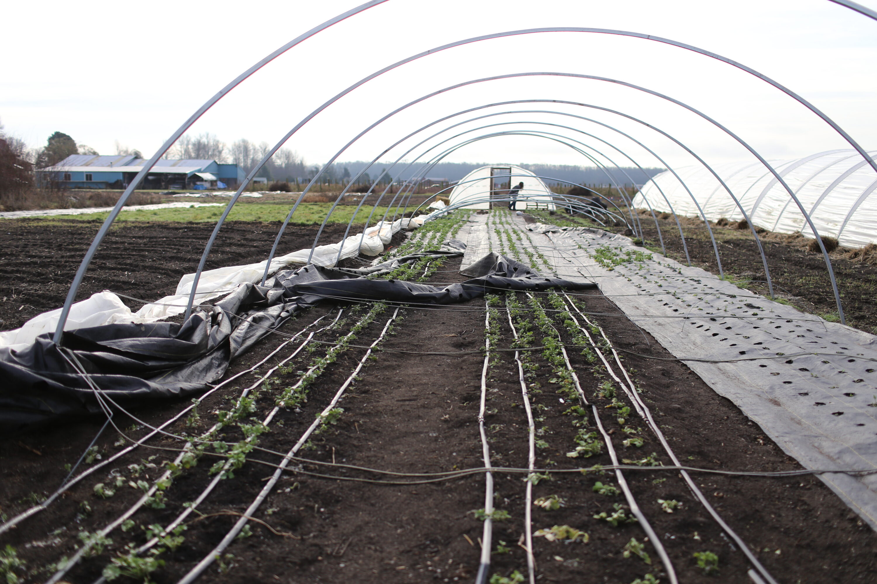 A hoophouse without plastic
