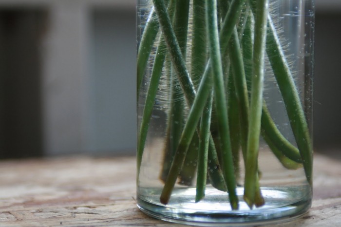 seared poppy stem ends