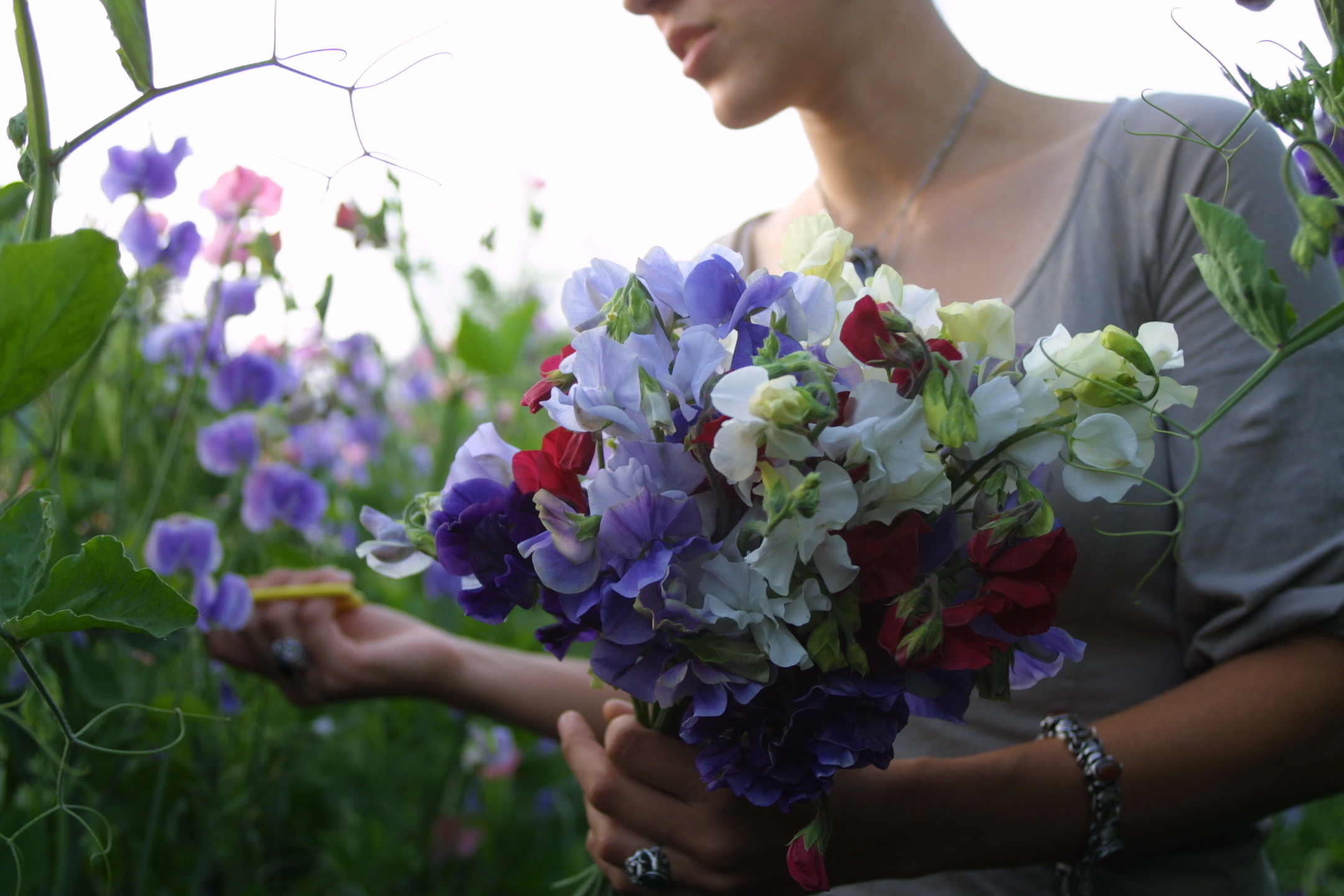 Erin Benzakein harvesting sweet peas