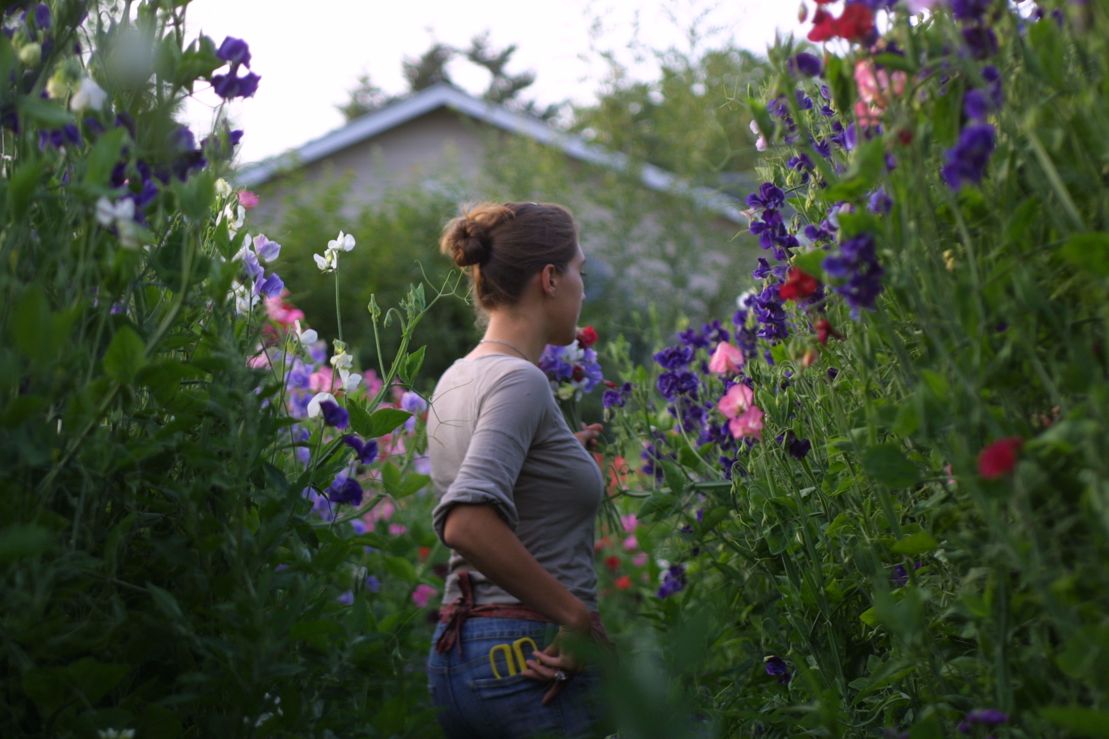 Sweet pea patch