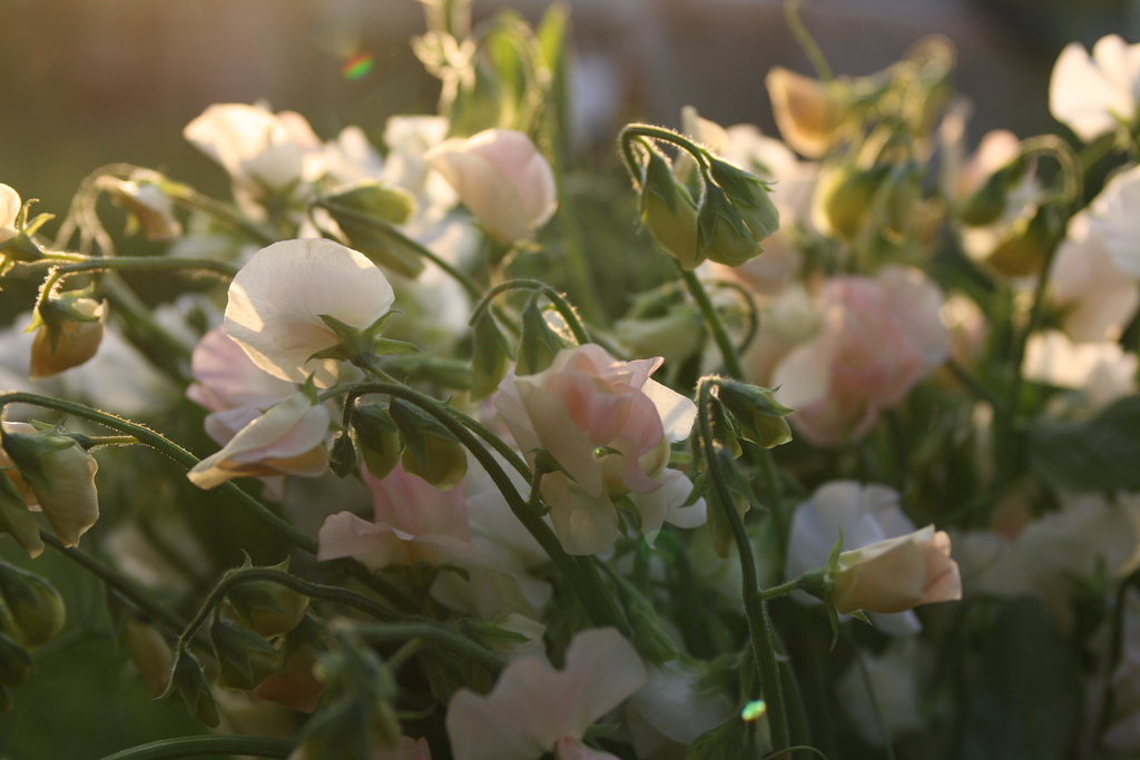 Sweet pea close up