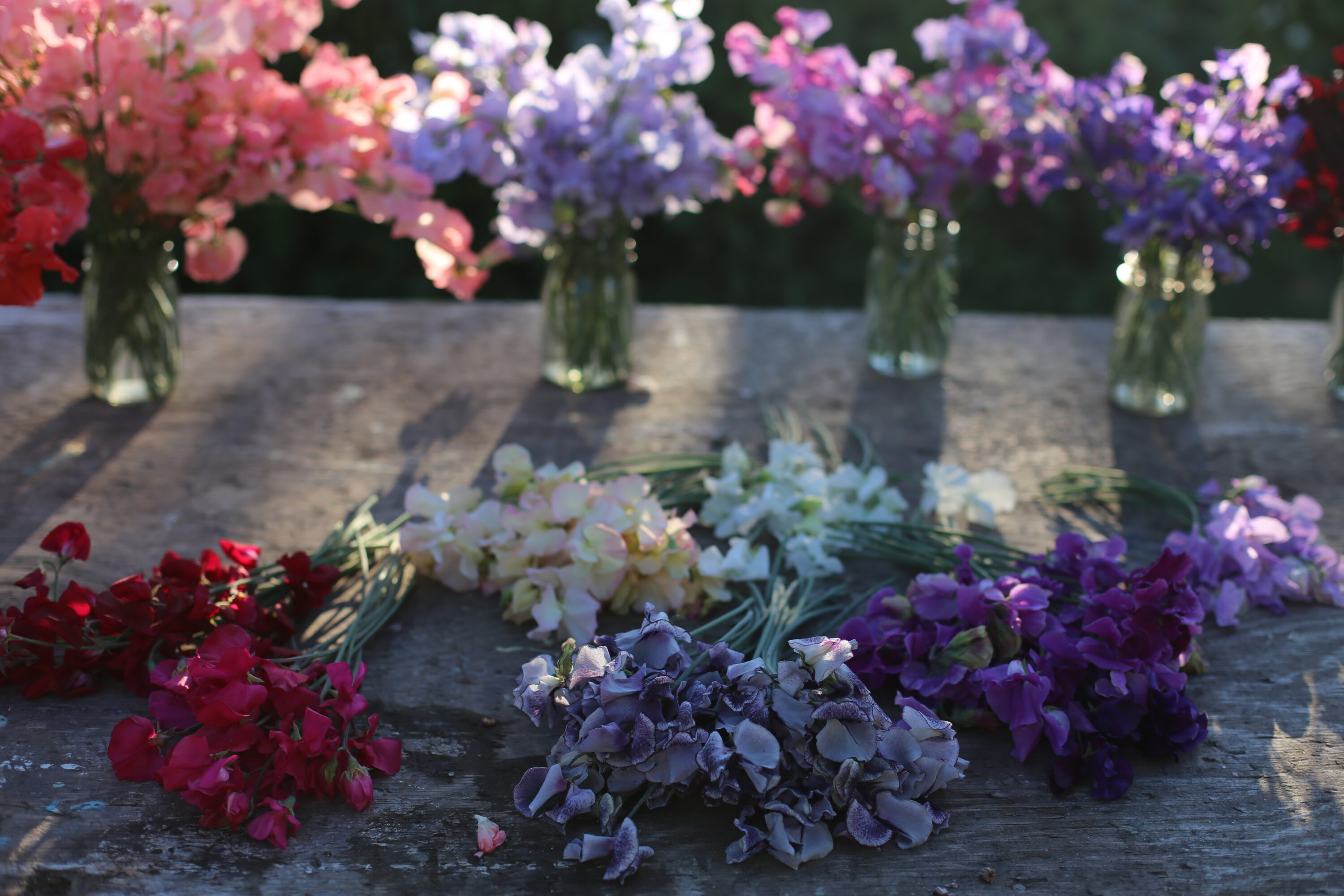 Sweet peas in vases