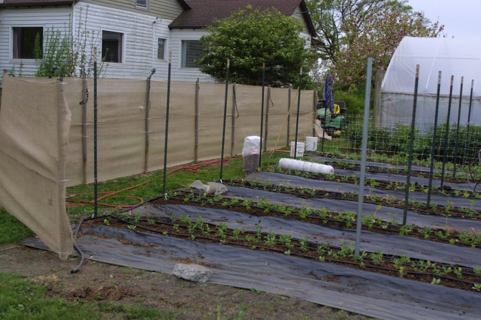 burlap wind barrier