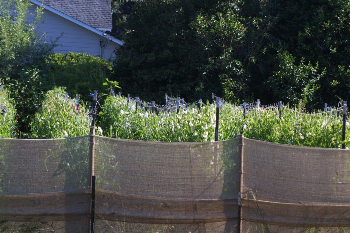 Looking through the burlap wind barrier to the sweet pea patch