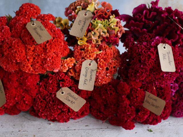 Bunches of celosia with variety labels
