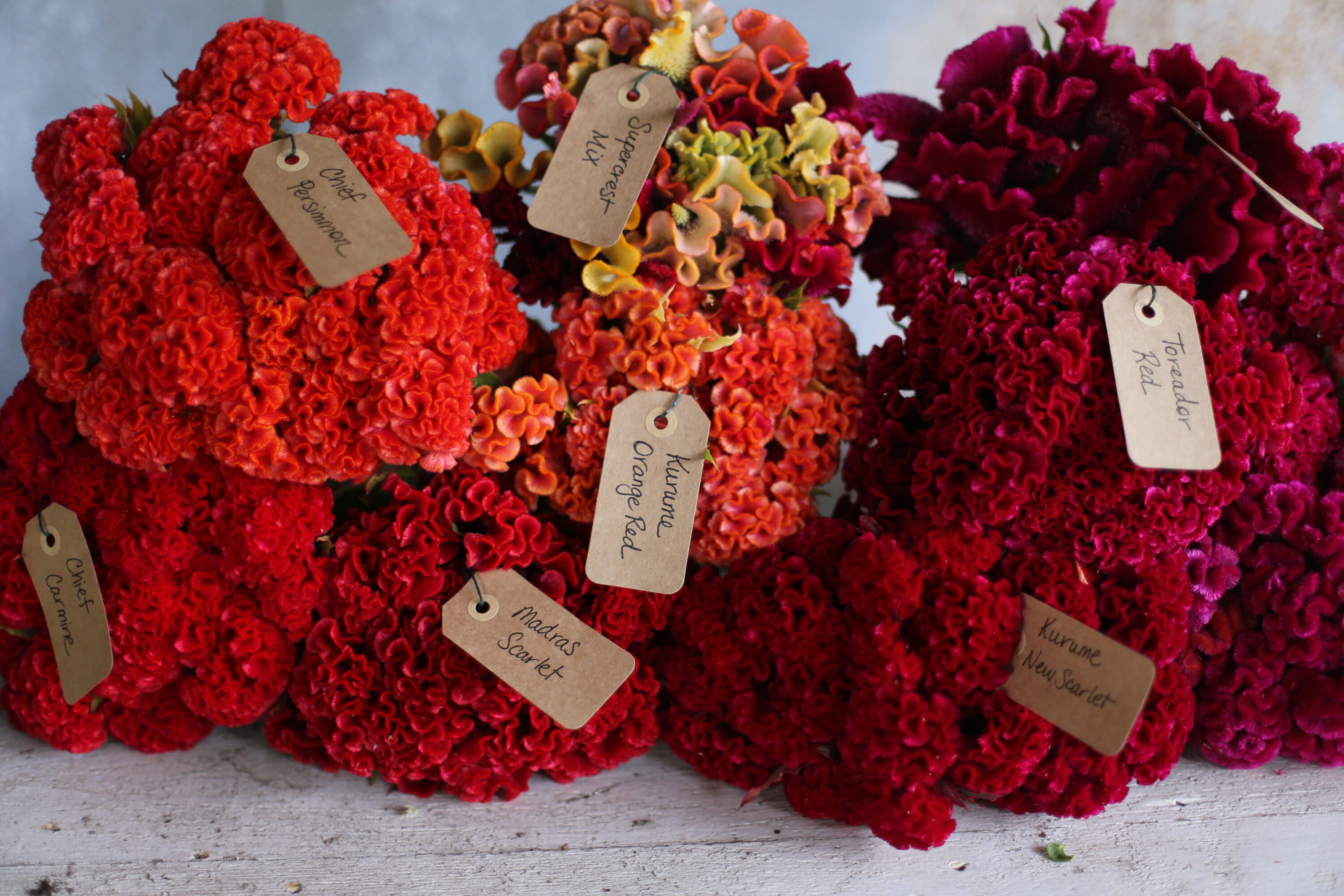 Bunches of celosia with variety labels