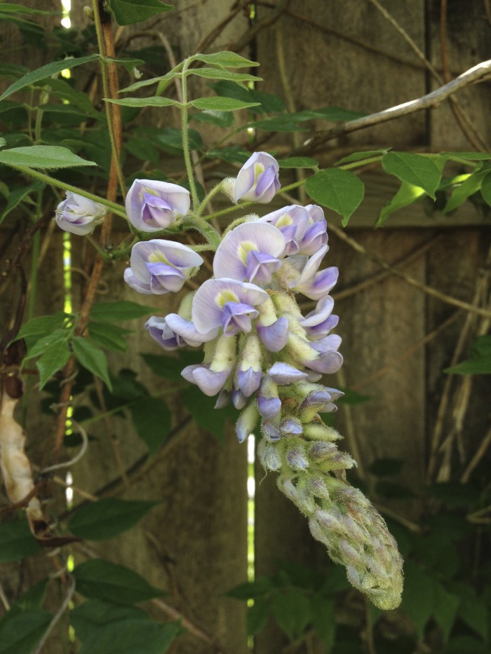 Wisteria