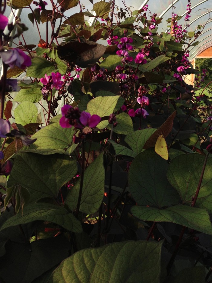 Hyacinth Bean in the hoop house