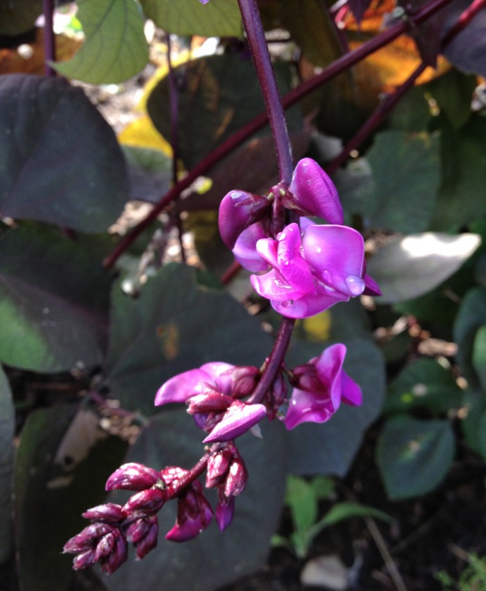 Hyacinth Bean flowering