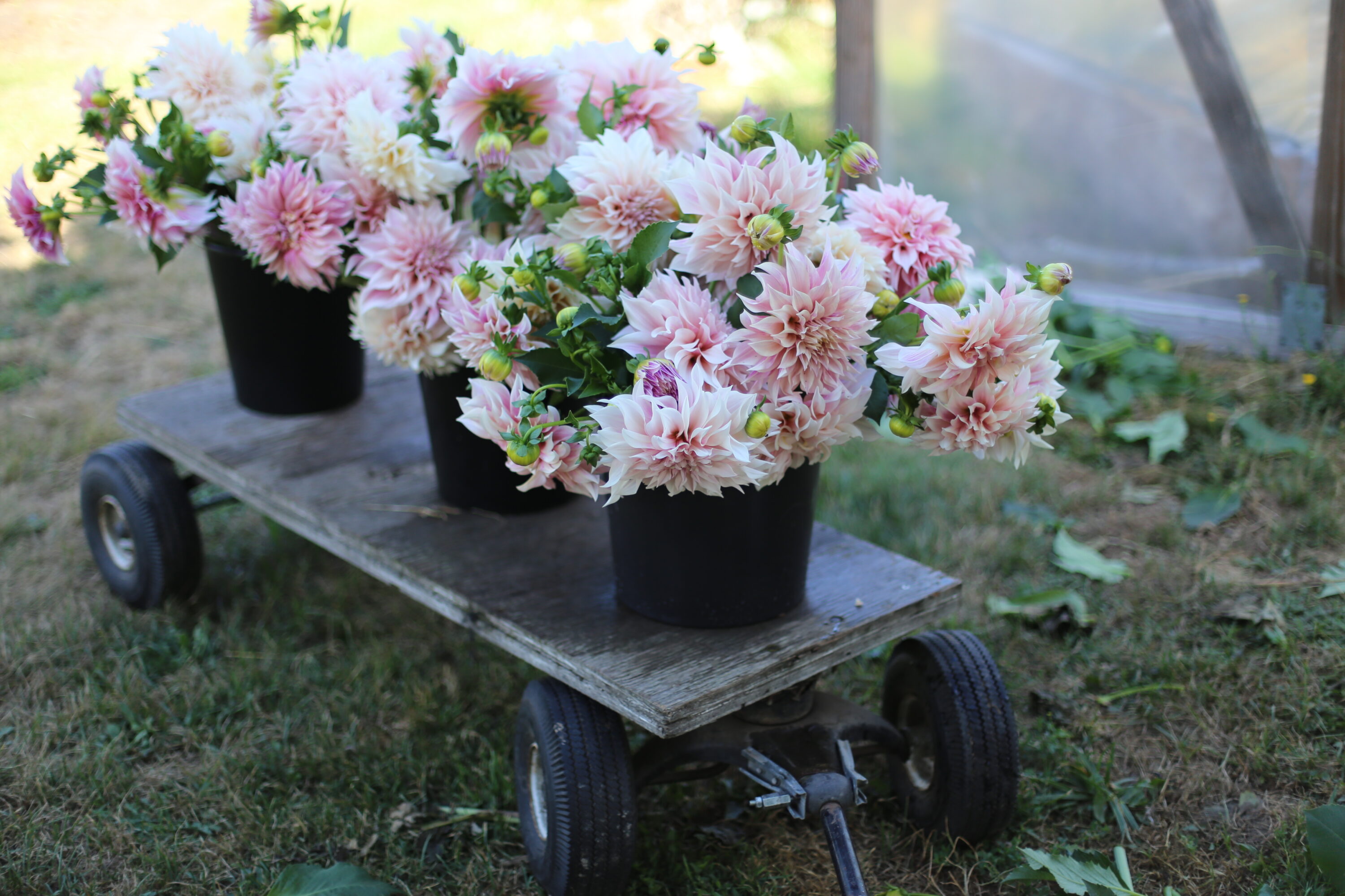 Buckets of dahlias on a wagon